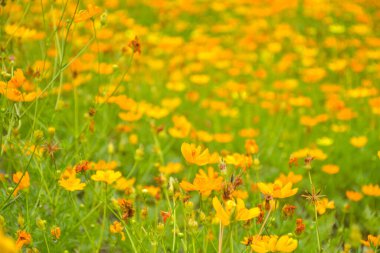 Sarı kozmos çiçek tarhı. Çiçek bahçesinde çiçek açmış. Sabahları.,