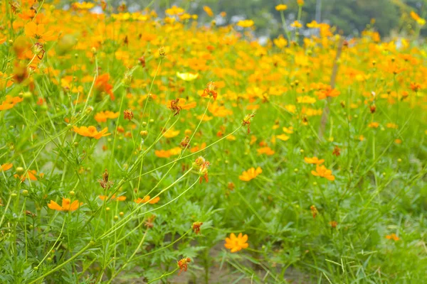Žlutý Kosmos Květinový Záhon Plném Květu Veřejné Květinové Zahradě Dopoledních — Stock fotografie