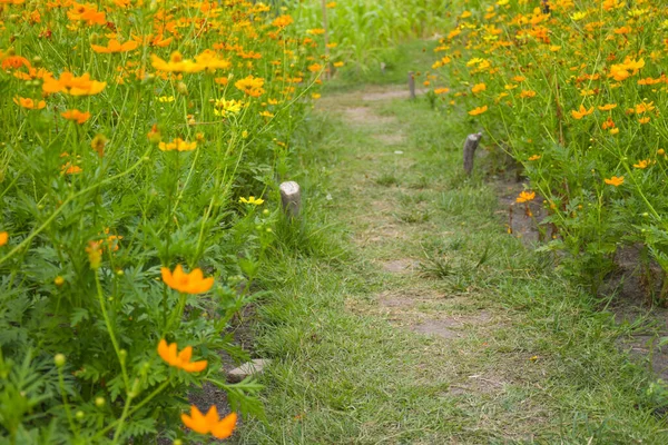 stock image Field of orange-yellow flowers blooming in the garden of Bangkok, Thailand