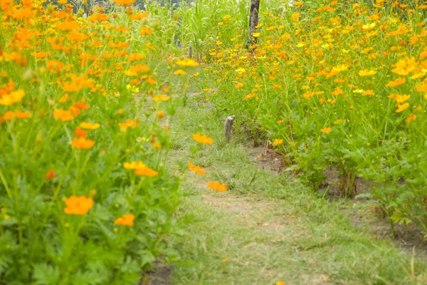 Stock image Field of orange-yellow flowers blooming in the garden of Bangkok, Thailand