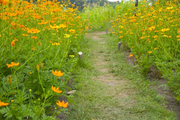 stock image Field of orange-yellow flowers blooming in the garden of Bangkok, Thailand