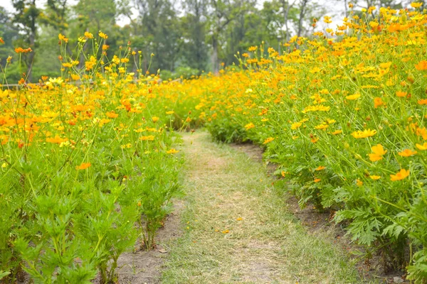 Fält Med Orange Gula Blommor Blommar Trädgården Bangkok Thailand — Stockfoto