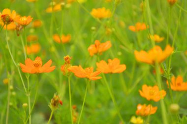 Bangkok, Tayland 'da çiçek açan portakal tarlası