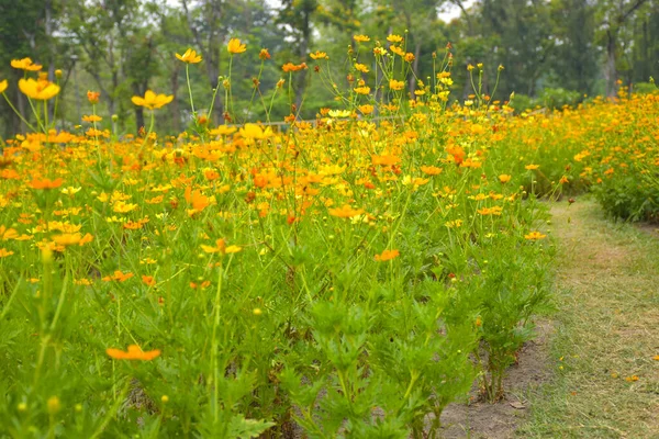 stock image Field of orange flowers in full bloom in the garden of Bangkok, Thailand