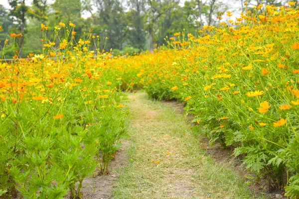 Campo Flores Color Naranja Plena Floración Jardín Bangkok Tailandia —  Fotos de Stock