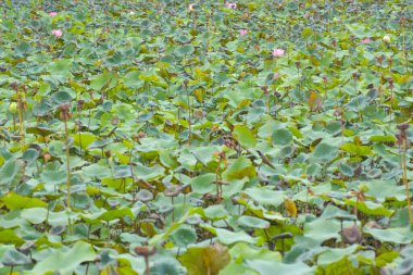 Chatuchak Park 'taki Lotus tarlası, Bangkok, Tayland