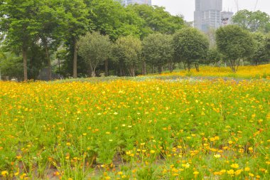 Bangkok, Tayland 'da çiçek açan portakal tarlası