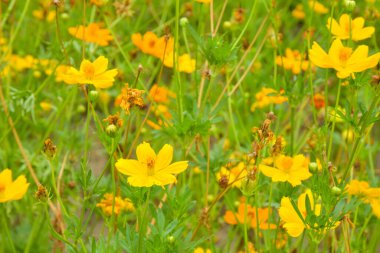 Bangkok, Tayland 'daki güzel sarı-turuncu çiçek tarlası