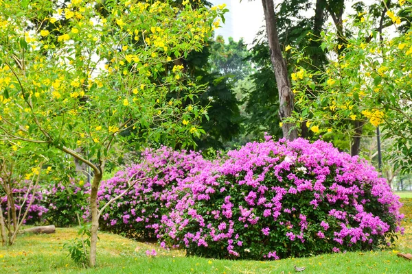 泰国曼谷花园美丽的紫色花朵 — 图库照片