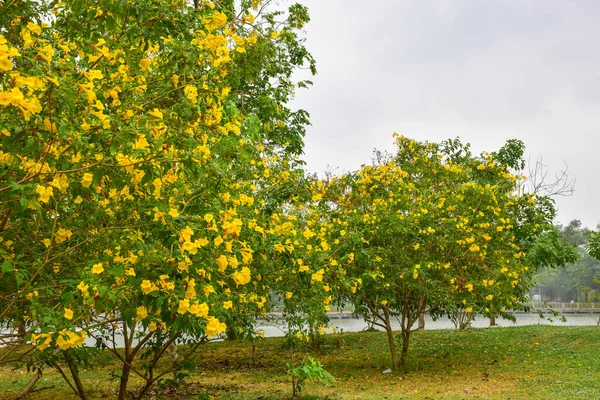 Όμορφο Κίτρινο Πορτοκαλί Λουλούδι Τομέα Στον Κήπο Της Μπανγκόκ Ταϊλάνδη — Φωτογραφία Αρχείου