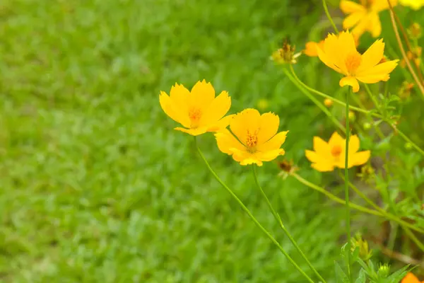 Hermoso Campo Flores Amarillo Naranja Jardín Bangkok Tailandia — Foto de Stock