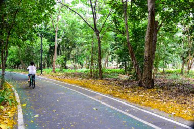 Bangkok, Tayland 'da bisiklet yolu ve güzel ağaçlar.