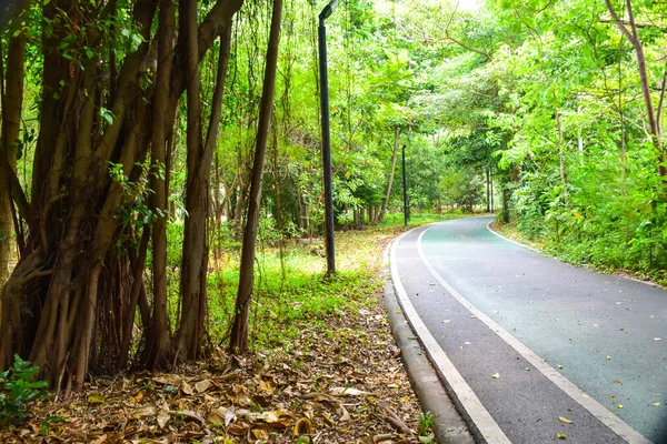 Fahrradweg Und Schöne Bäume Garten Von Bangkok Thailand — Stockfoto