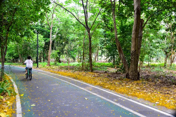Bangkok Tayland Bisiklet Yolu Güzel Ağaçlar — Stok fotoğraf