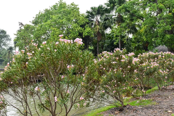 Brug Mooie Roze Bloemen Tuin Van Bangkok Thailand — Stockfoto