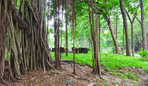 Tree Roots Big Trees Chatuchak Park Thailand — Stock Photo, Image