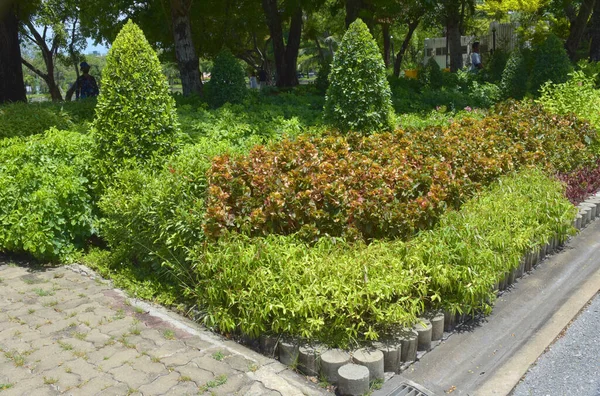 stock image trees beauty in garden  Bangkok city Thailand 