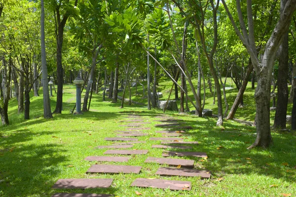 バンコクの庭で木の美しさ — ストック写真