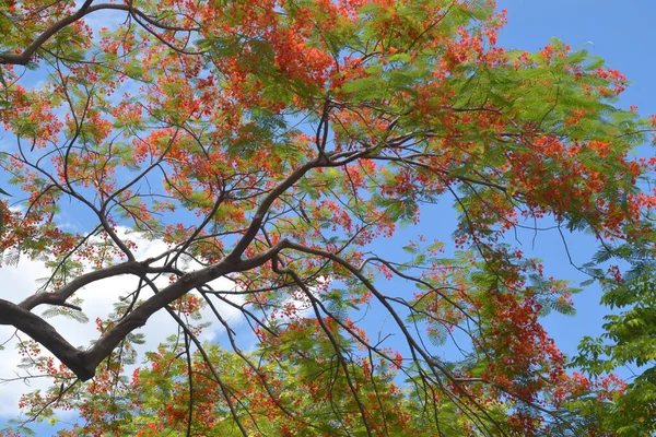 Fiori Pavone Fiore Nel Parco Bangkok Thailandia — Foto Stock