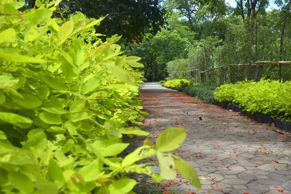 Beaux Arbres Sentiers Jardin Bangkok Thaïlande — Photo