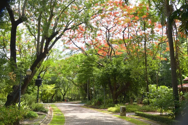 Bunga Merak Mekar Taman Bangkok Thailand — Stok Foto