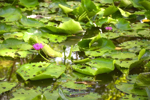 Lotus Kvete Zahradě Bangkok Thajsko — Stock fotografie
