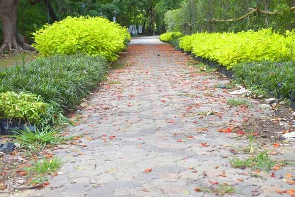Beautiful Trees Garden Paths Bangkok Thailand — Stock Photo, Image