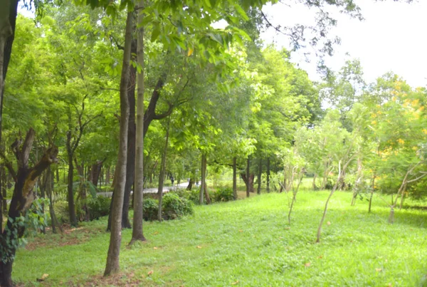 Belas Árvores Caminhos Jardim Bangkok Tailândia — Fotografia de Stock