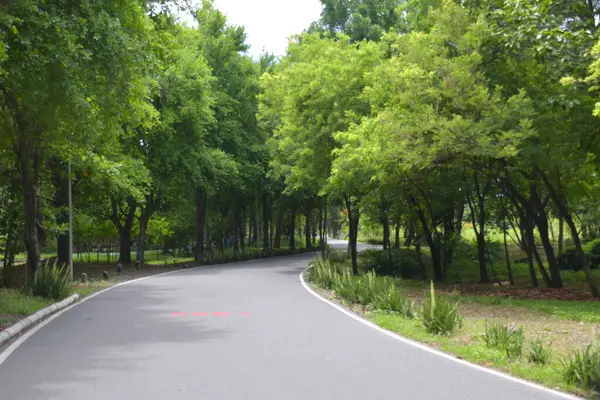 Hermosos Árboles Caminos Jardín Bangkok Tailandia —  Fotos de Stock