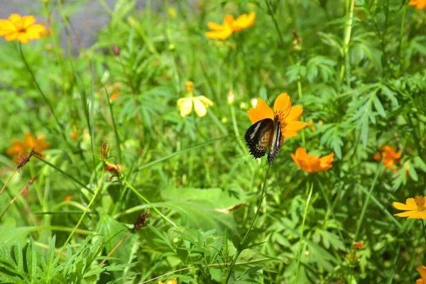 Parkta çiçek açan Zinnia çiçekleri, Bangkok, Tayland