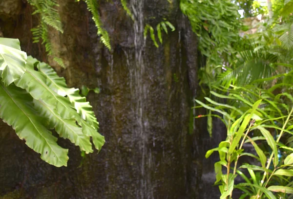 森林中瀑布和天然树叶的流淌 — 图库照片