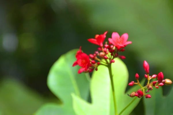 Stock image Beautiful blooming red needle flowers and bokeh light