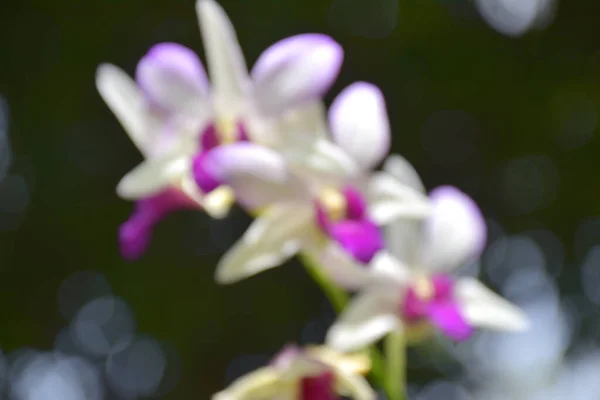 Vita Och Lila Orkidéer Blommar Trädgård Bangkok Thailand — Stockfoto