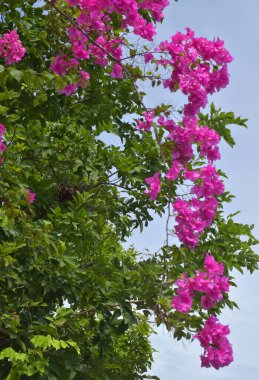 Güzel pembe begonviller Bangkok, Tayland 'ın ortasında bir bahçede çiçek açarlar..