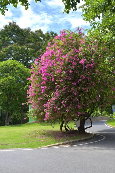 Piękne Różowe Kwiaty Bougainvillea Kwitną Ogrodzie Środku Bangkoku Tajlandia — Zdjęcie stockowe