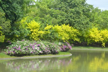 Güzel göl ve ağaçlar Bangkok, Tayland 'da bir parkta