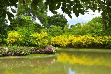 Tayland 'daki Bangkok parkında güzel ağaçlar ve göl