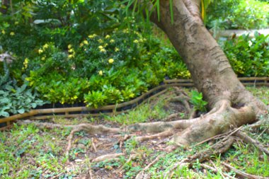 Bangkok, Tayland 'da güzel bir bahçede kök ve ağaçlar