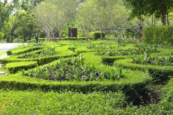 Jardim Decorativo Belas Flores Plantas Jardim Tailandês — Fotografia de Stock