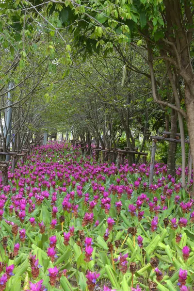 Bangkok, Tayland bahçesinde açan pembe Krachiao çiçekleri.
