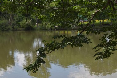 Göl ve yeşil ağaçlar Bangkok Tayland bahçesinde güzellik doğası