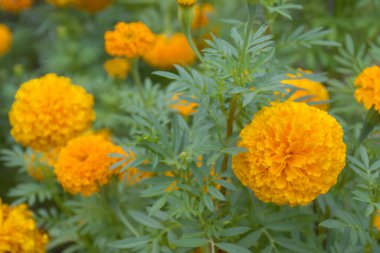 Bangkok, Tayland 'da bir bahçede çiçek açan kadife çiçekleri.