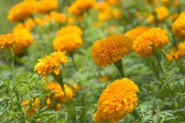 Bangkok, Tayland 'da bir bahçede çiçek açan kadife çiçekleri.