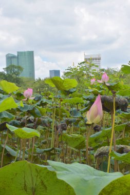 Bangkok, Tayland 'daki yüksek binaların yakınındaki güzel nilüfer tarlası