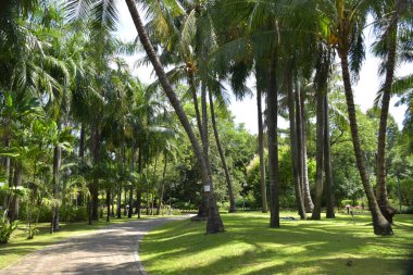 Palmiye ağacı ve yeşil ağaçlar Bangkok Tayland bahçesinin güzelliği.