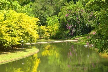 Göl ve manzara ve yeşil ağaç güzelliği Tayland bahçesinde.