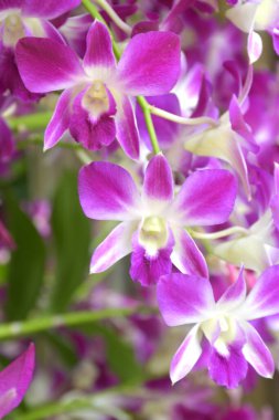 Tayland 'da bir çiftlikte mor ve beyaz orkideler çiçek açıyor.