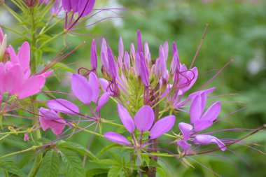 Chatuchak Park, Bangkok, Tayland 'da küçük pembe bulanık çiçek tarlası