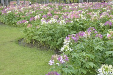 Chatuchak Park, Bangkok, Tayland 'da küçük pembe bulanık çiçek tarlası