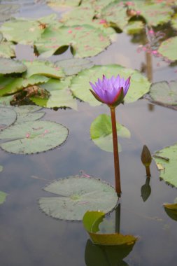 Pembe ve mor nilüfer çiçekleri Tayland bahçe havuzunda açar..